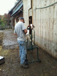 Goat Fitting Stand