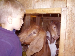 Floyd checking in with mom and kids at the goat barn!