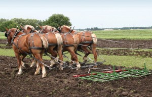 working Spikeharrow