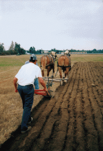 plowing w/walking plow plowing w/walking plow